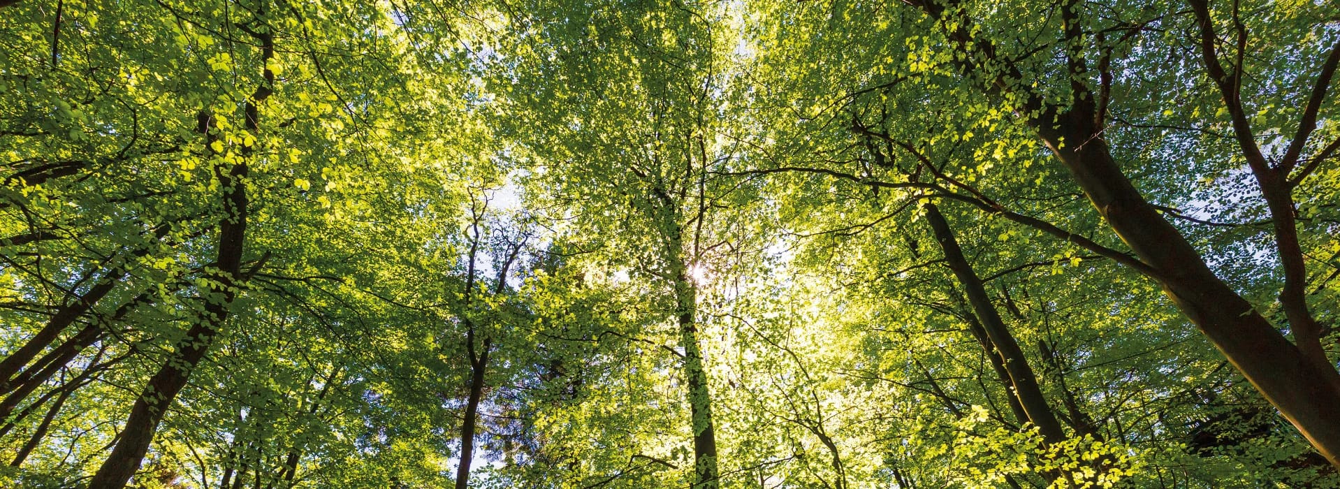 IVL_forest_front.jpg