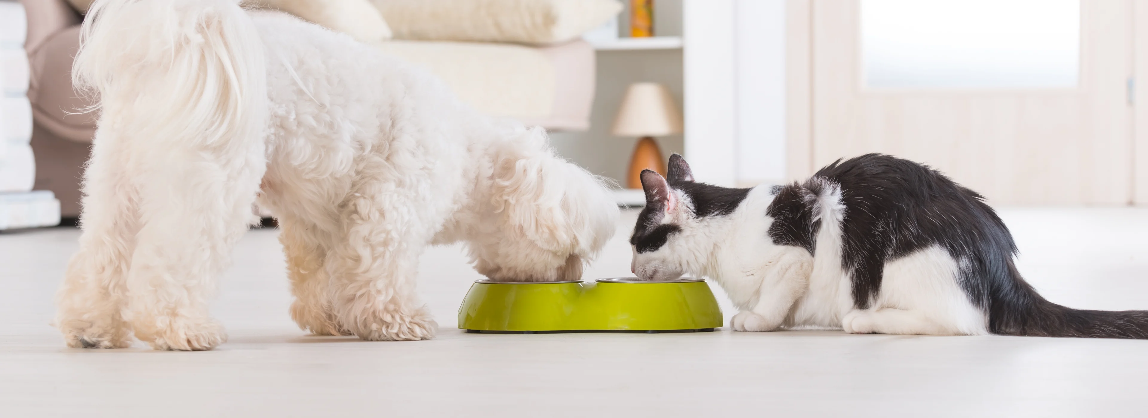 cleanhome-pets.png