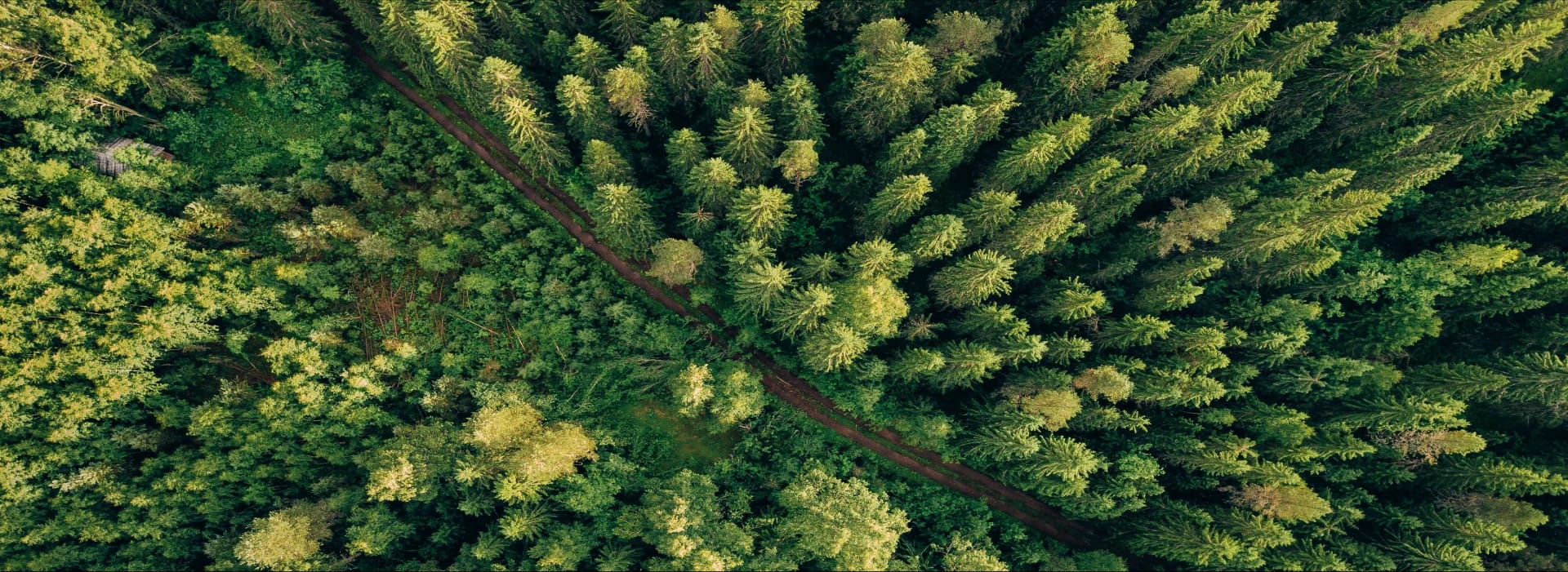 A bird’s-eye top view of a beautiful, green, lush and healthy-looking forest.
