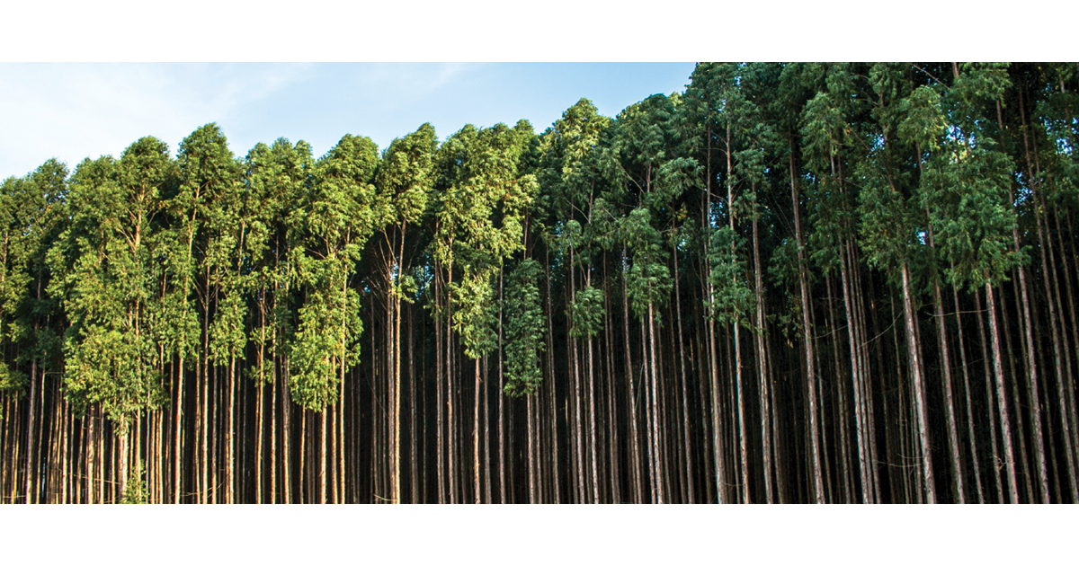 Benefits of Sustainable Hardwood