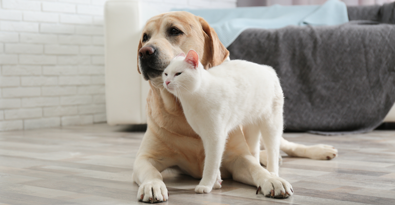 A white cat snuggles up to a yellow lab on a clean gray hardwood floor in a loft-style living room.