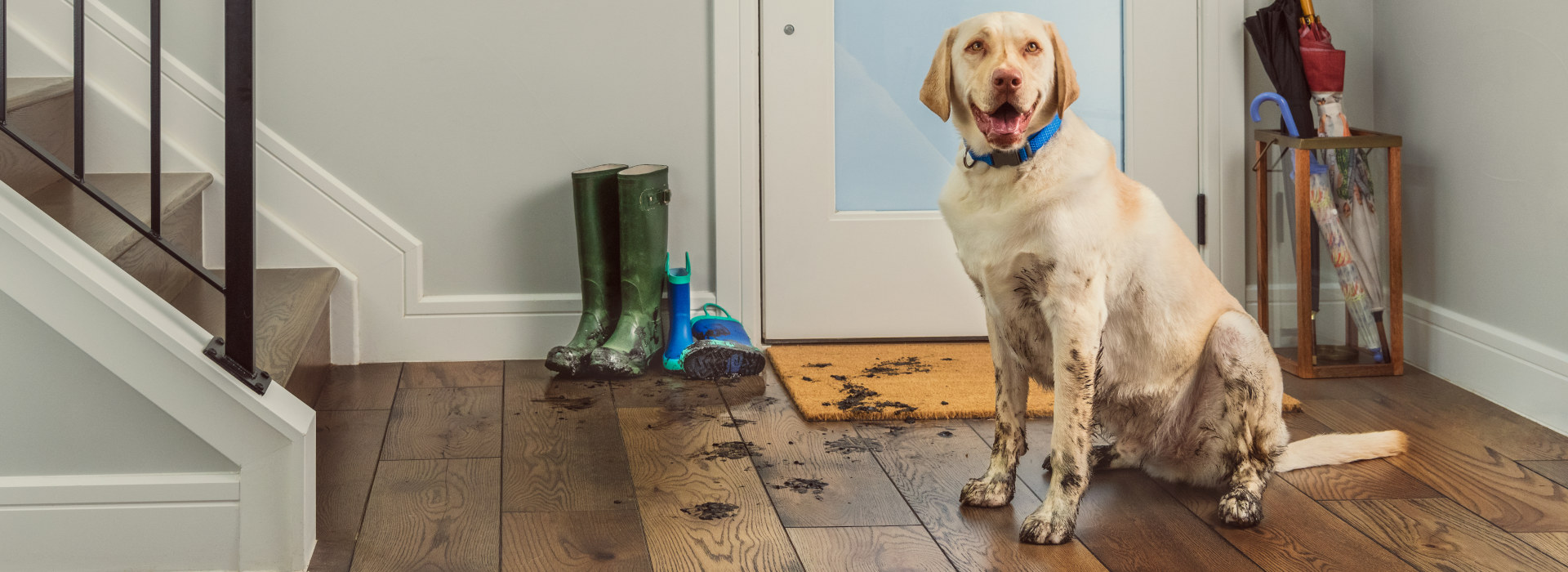 Can Dogs Walk On Wooden Floors