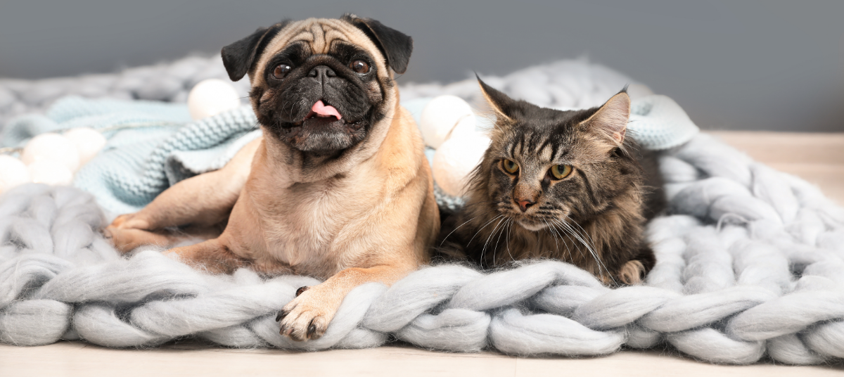 How to Clean Up Pet Fur